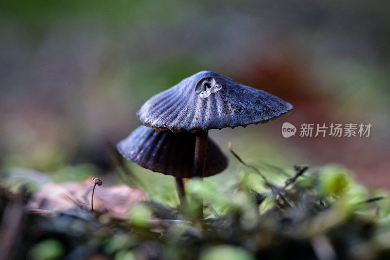 森林里的两个小蓝/黑香菇的特写镜头